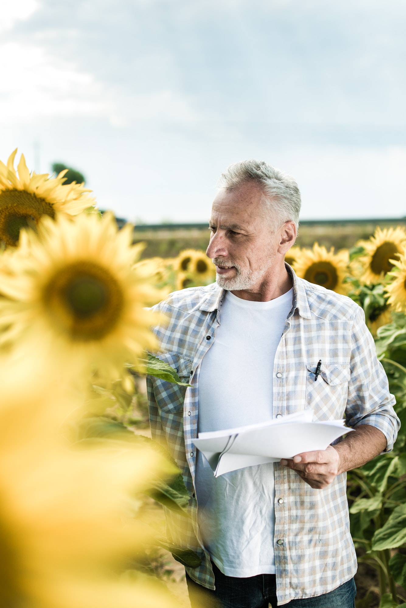 Farmer inspecting sunflower field summer sunny day
